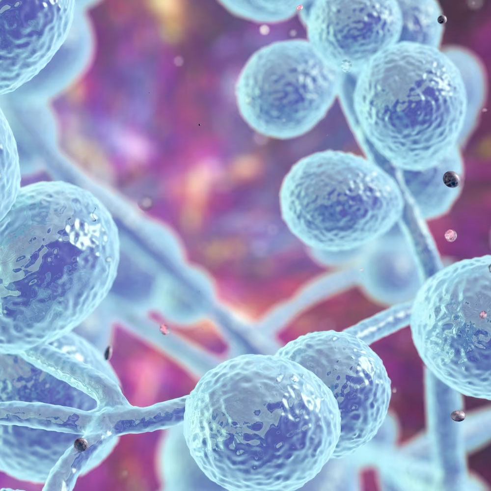 Candida Species PCR